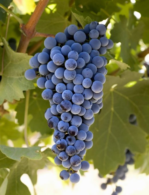 Vinič Vinifera Blue