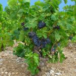 Vinič Vinifera Blue