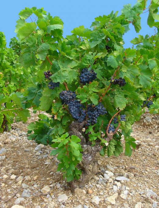 Vinič Vinifera Blue