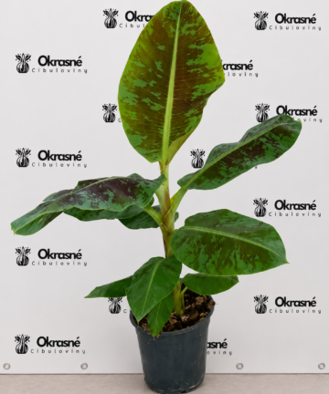 musa