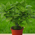 Aukuba japonská Variegata