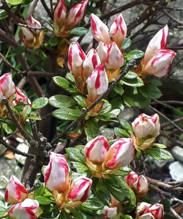 Azalka Rhododendron Fluostern 3.jpg