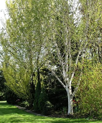 Breza himalájska Betula Doorenbos