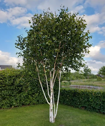 Breza himalájska Betula Doorenbos