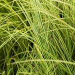 Carex brunnea