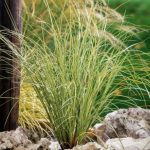 Carex brunnea