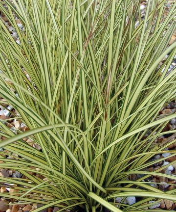 Carex brunnea