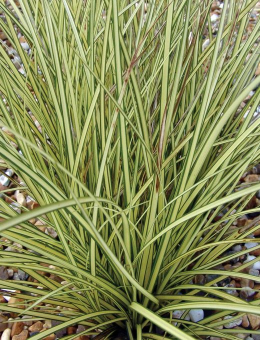 Carex brunnea