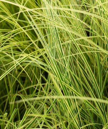 Carex brunnea