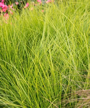 Carex brunnea 4