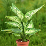 Dieffenbachia <br> Compacta