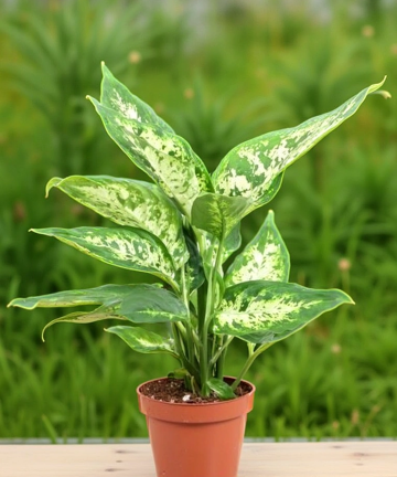 Dieffenbachia