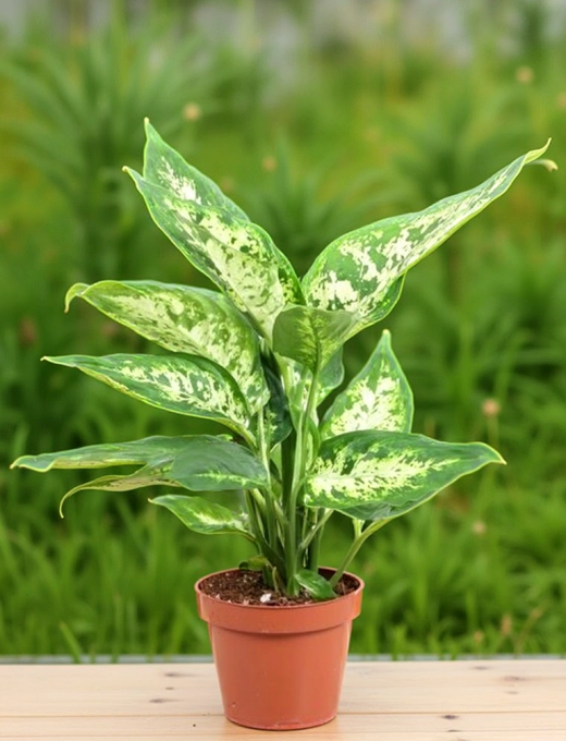 Dieffenbachia