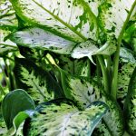 Dieffenbachia 3