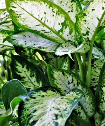 Dieffenbachia 3