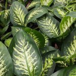 Dieffenbachia 4