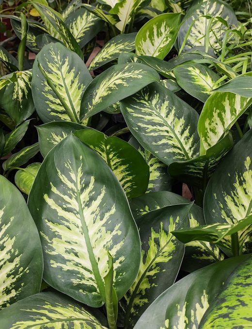 Dieffenbachia 4