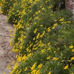 Euryops Silver Star 1