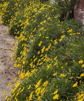 Euryops Silver Star 1