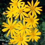Euryops Silver Star
