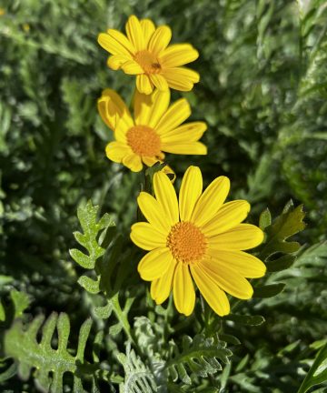 Euryops Silver Star