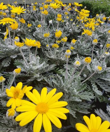 Euryops Silver Star