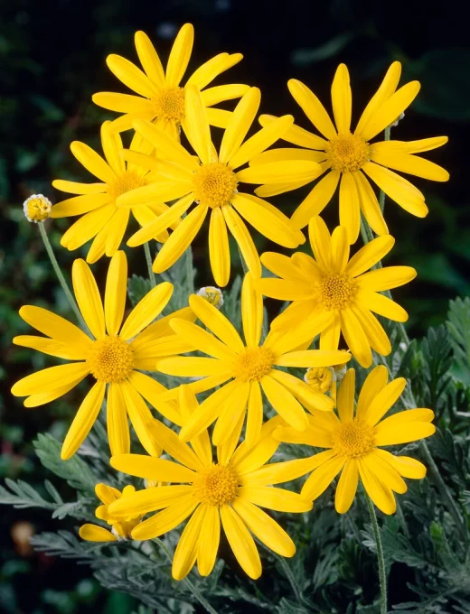 Euryops Silver Star