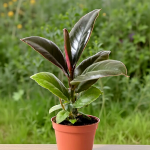 Ficus Elastica Robusta main
