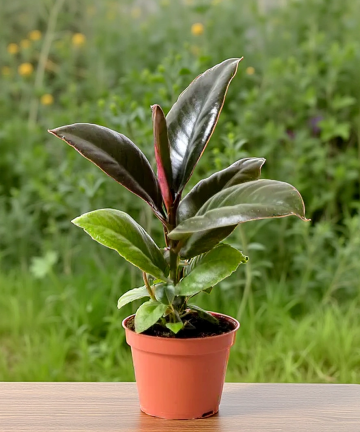 Ficus Elastica Robusta main