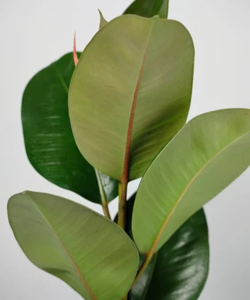 Ficus Elastica Robusta 2.jpg