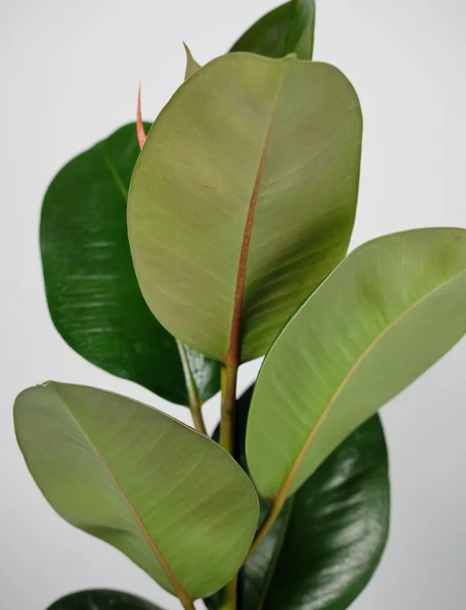 Ficus Elastica Robusta 2.jpg