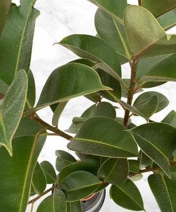 Ficus Elastica Robusta 3.jpg