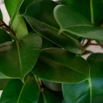 Ficus Elastica Robusta 4.jpg