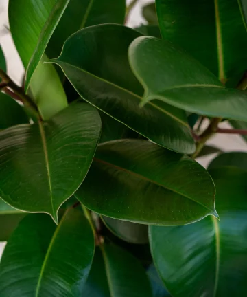 Ficus Elastica Robusta 4.jpg