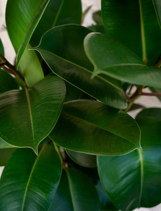 Ficus Elastica Robusta 4.jpg