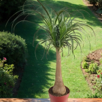 Nolina <br> Beaucarnea Recurvata