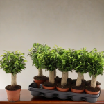 ficus
