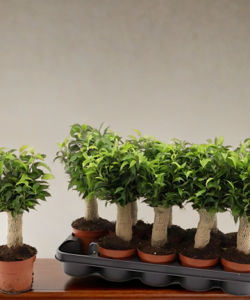ficus