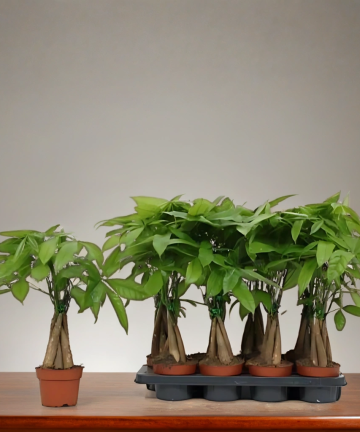 Pachira Aquatica