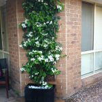Voňavý jazmín  Stephanotis Evergreen main
