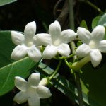 Voňavý jazmín  Stephanotis Evergreen main 2