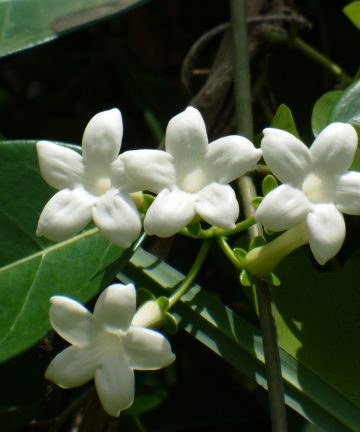 Voňavý jazmín  Stephanotis Evergreen main 2