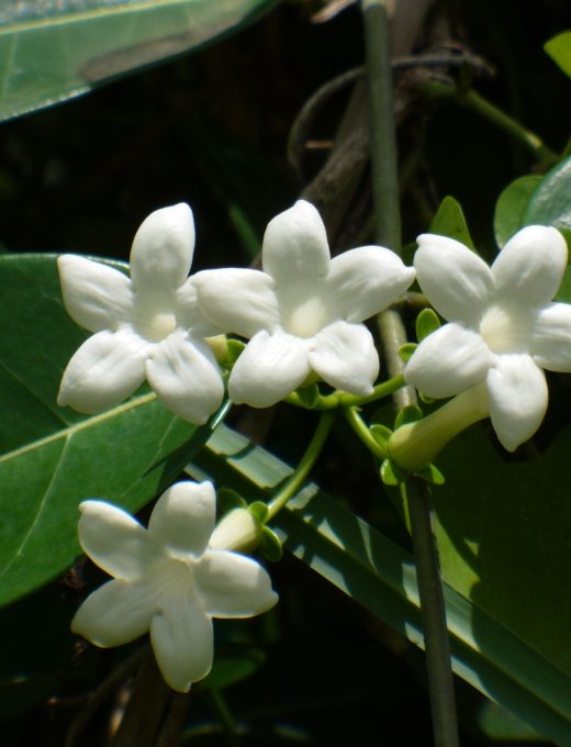 Voňavý jazmín  Stephanotis Evergreen main 2