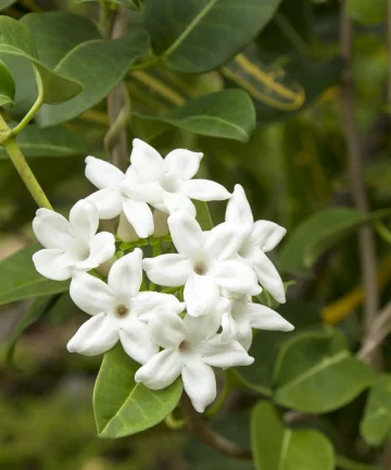 Voňavý jazmín  Stephanotis Evergreen main 3