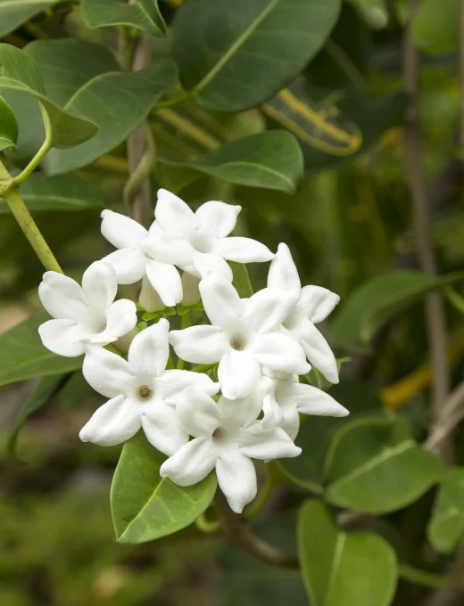 Voňavý jazmín  Stephanotis Evergreen main 3