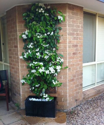 Voňavý jazmín  Stephanotis Evergreen main