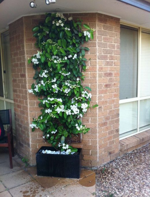 Voňavý jazmín  Stephanotis Evergreen main