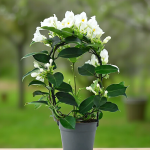 Voňavý jazmín  Stephanotis Evergreen main