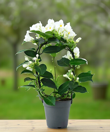 Voňavý jazmín  Stephanotis Evergreen main