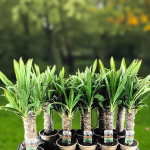 Yucca <br> na kmienku